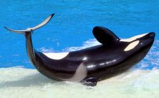 Killer Whale Royalty Free Stock Images Killer Whale Royalty Free Stock Images