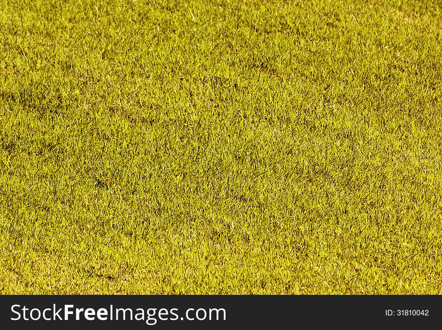 Yellow grass as background or texture