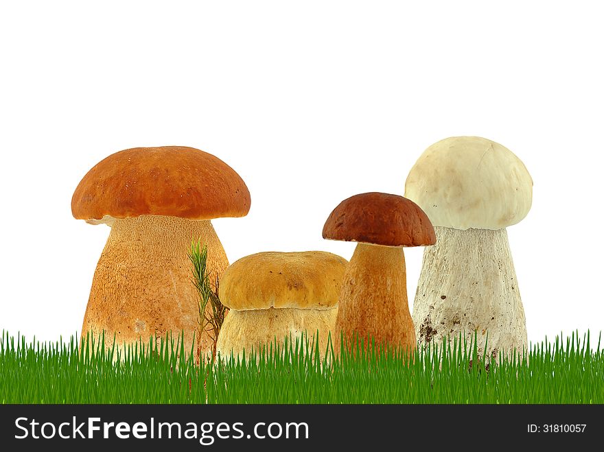 Mushrooms in the grass and on a white background