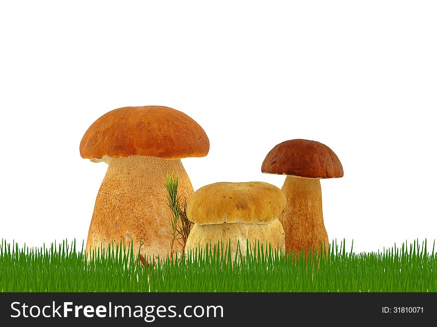 Mushrooms in the grass and on a white background