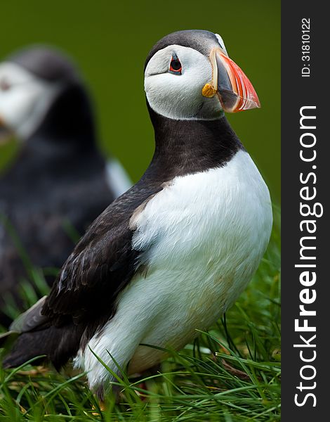 A high resolution image of a Atlantic puffin in grass, Iceland