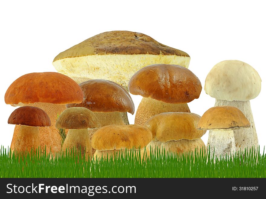 Mushrooms in the grass and on a white background