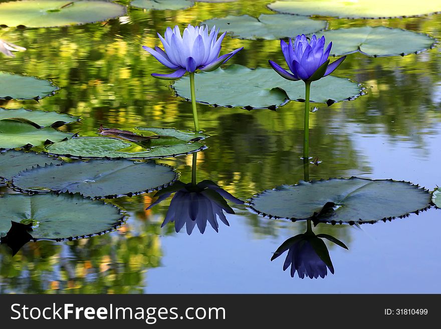 Beautiful lotus flower with reflection