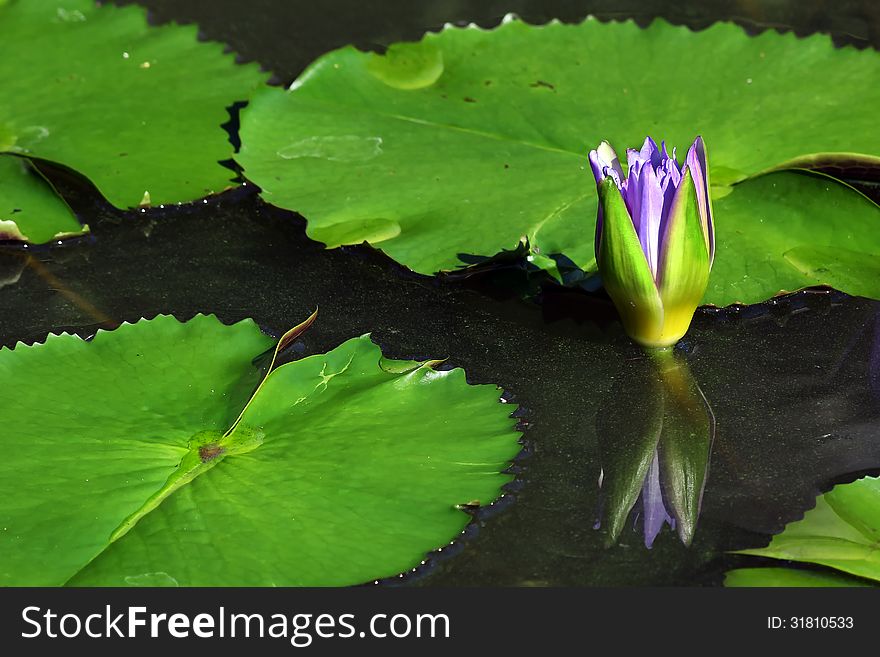 Beautiful lotus flower with reflection