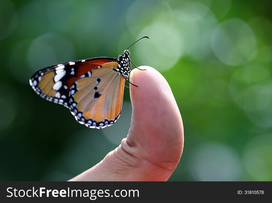 Beautiful butterfly on a thumb