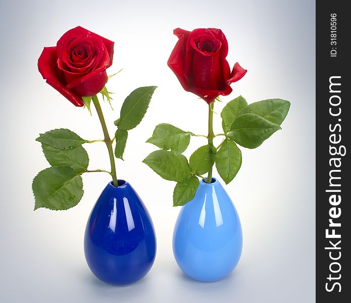 Two red roses on white background. Two red roses on white background