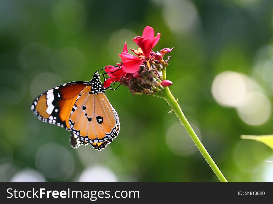 Beautiful butterfly in the natural