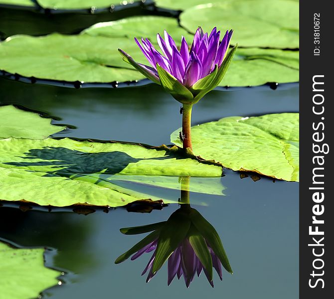 Beautiful lotus flower with reflection