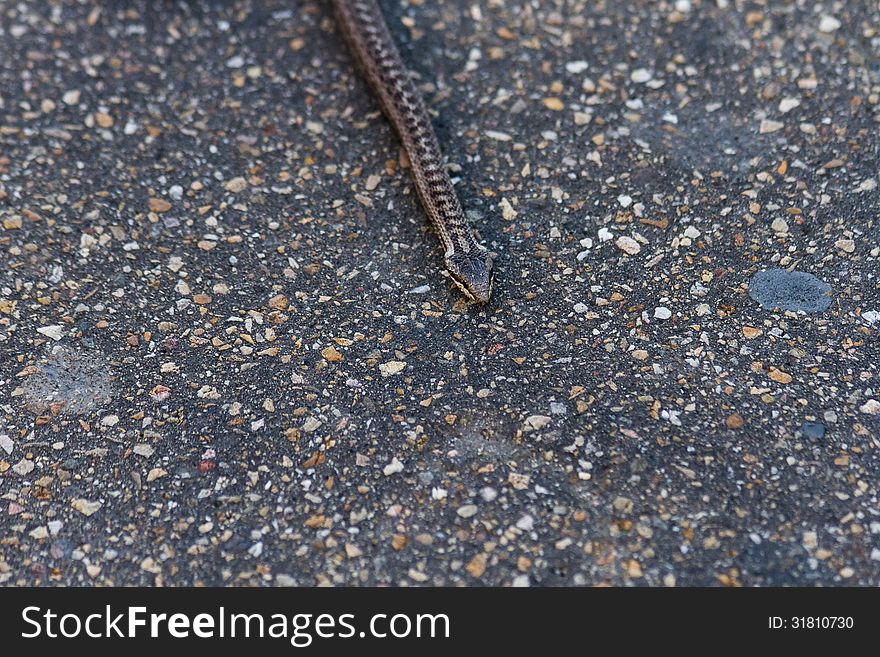 Young snake detail crawling on the asphalt of a road,. Young snake detail crawling on the asphalt of a road,