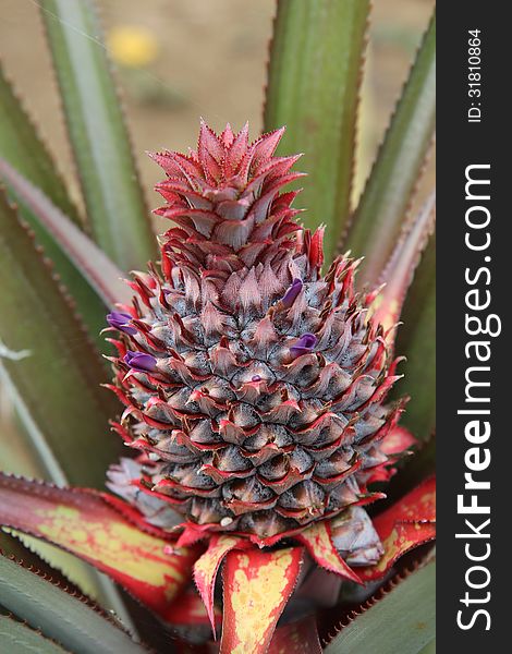 Closeup of growing wild pineapple