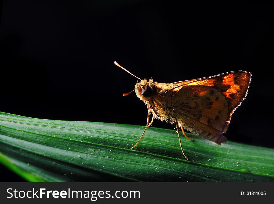 Beautiful butterfly on black Background