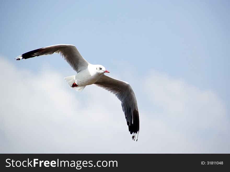 Seagull Flying Against the Beautiful Sky