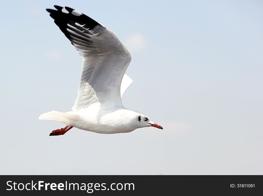 Seagull Flying Against the Beautiful Sky. Seagull Flying Against the Beautiful Sky