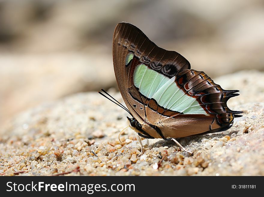 Beautiful butterfly in the natural