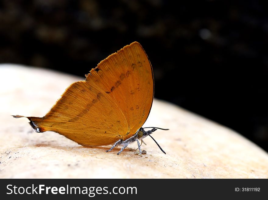 Beautiful butterfly in the natural