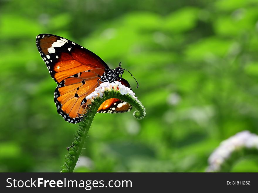 Beautiful butterfly in the natural