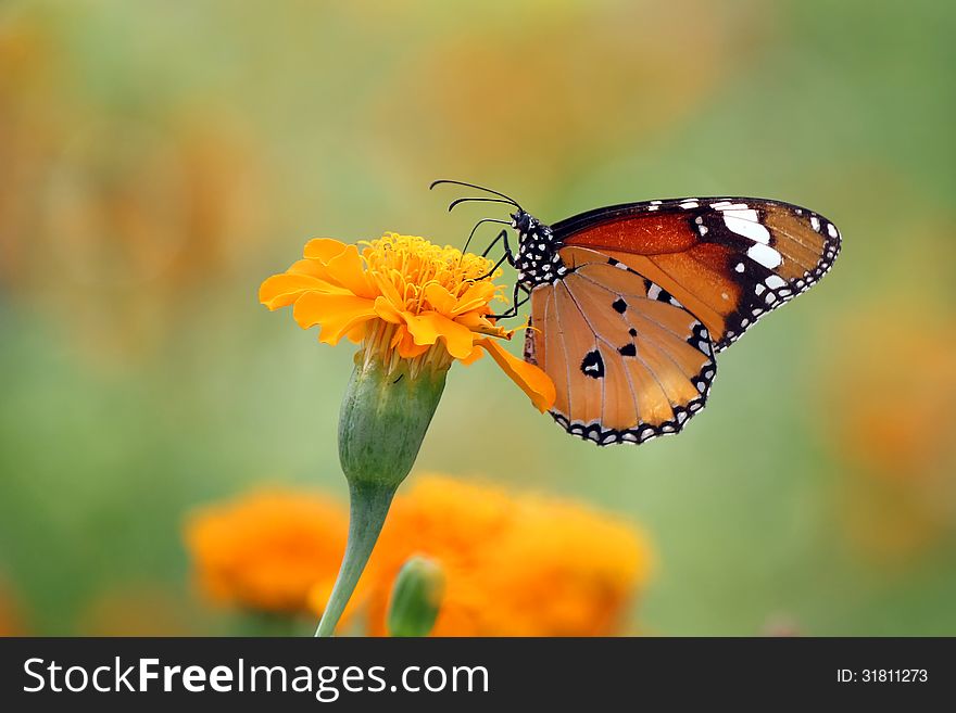 A butterfly on beautiful flower