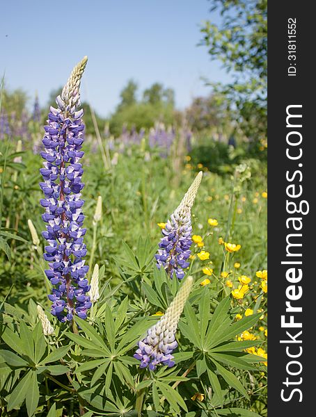 Lupine Flowers