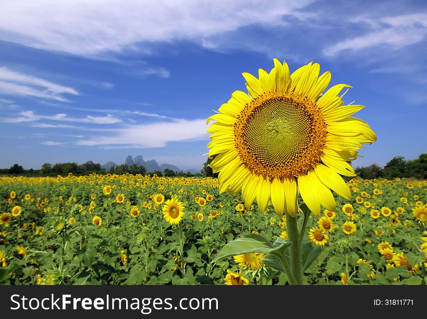 Beautiful Sun flower in the field. Beautiful Sun flower in the field