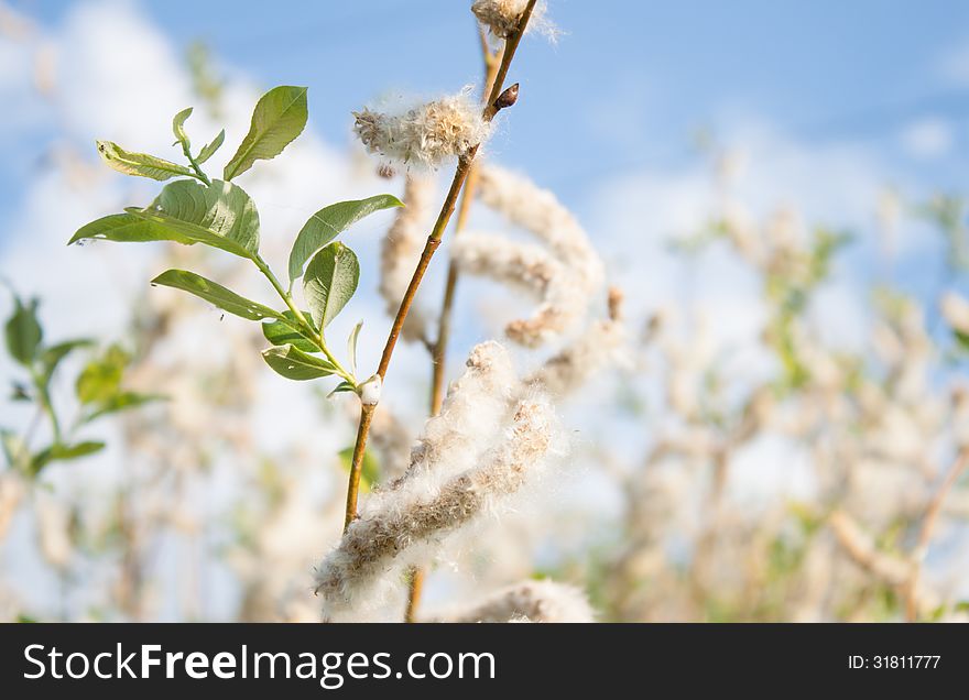 Closeup view of blooming plant in blue sky view