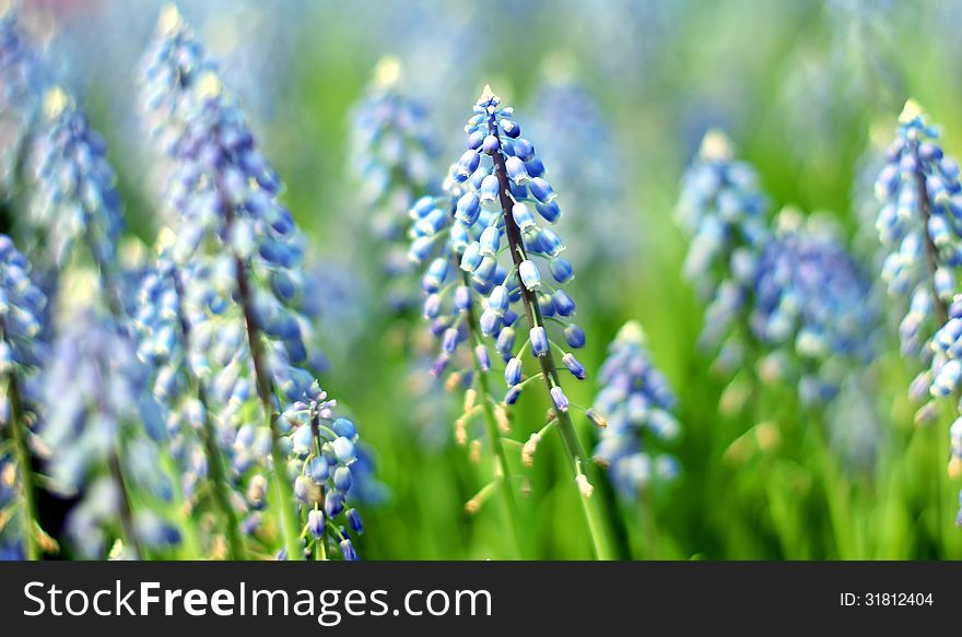 Bluebells (Grape Hyacinth, Muscari armeniacum)