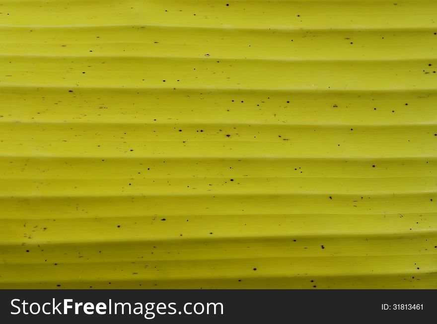 Yellow banana leaves use for the background. Yellow banana leaves use for the background