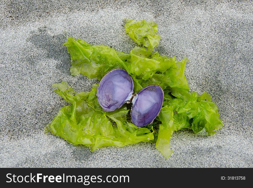 A lavender colored sea shell rests on green seaweed on a sandy beach. A lavender colored sea shell rests on green seaweed on a sandy beach.