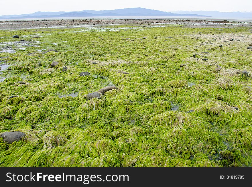 Green seaweed covers the rocks of a beach when the tide has receded with mountain in the distance. Green seaweed covers the rocks of a beach when the tide has receded with mountain in the distance.