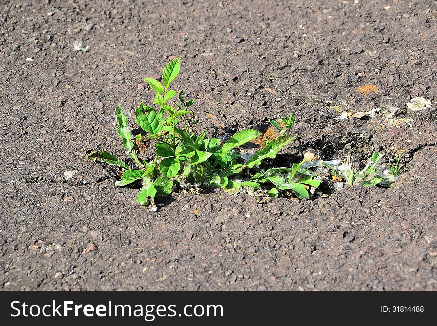 A plant growing in a column in the asphalt. A plant growing in a column in the asphalt