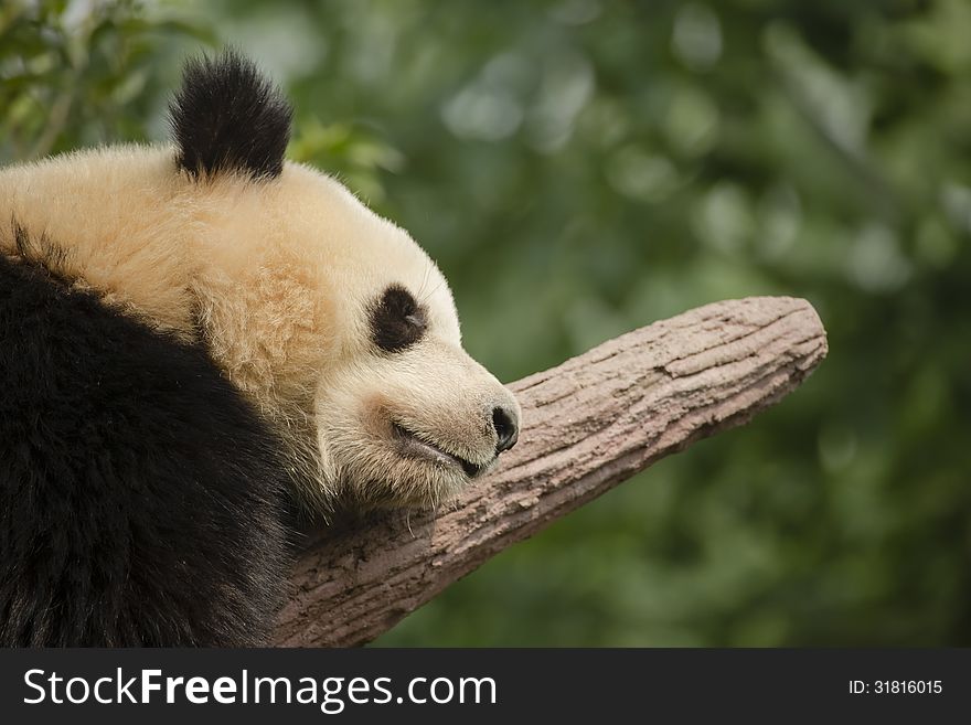 Giant Panda Bear Sleeping on a Branch, Close-up