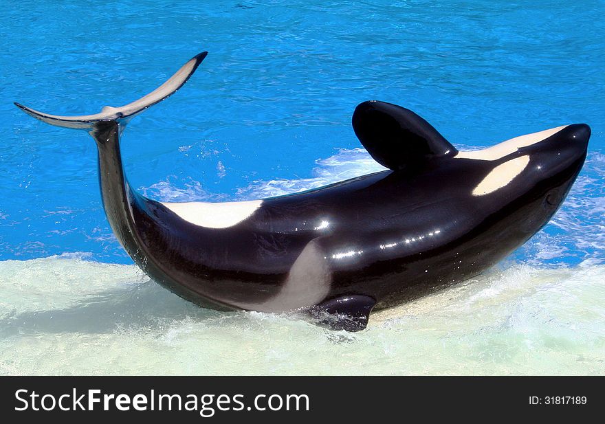 Captive Orca Lying On Side Flipping Tail. Captive Orca Lying On Side Flipping Tail