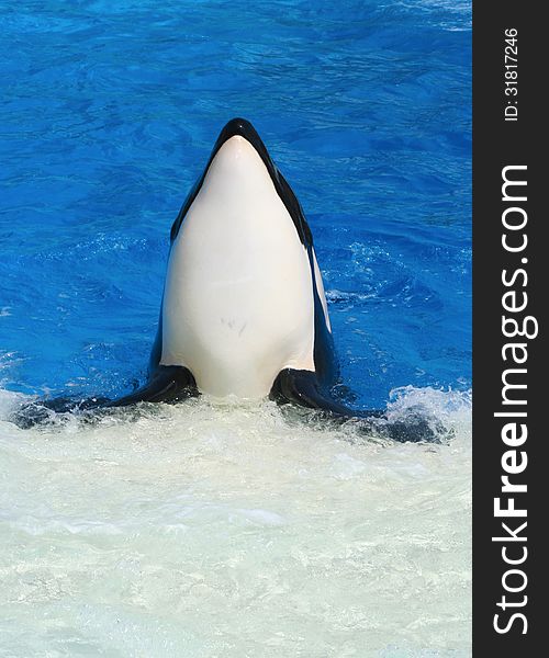 Captive Orca Head And Flippers Facing Front. Captive Orca Head And Flippers Facing Front