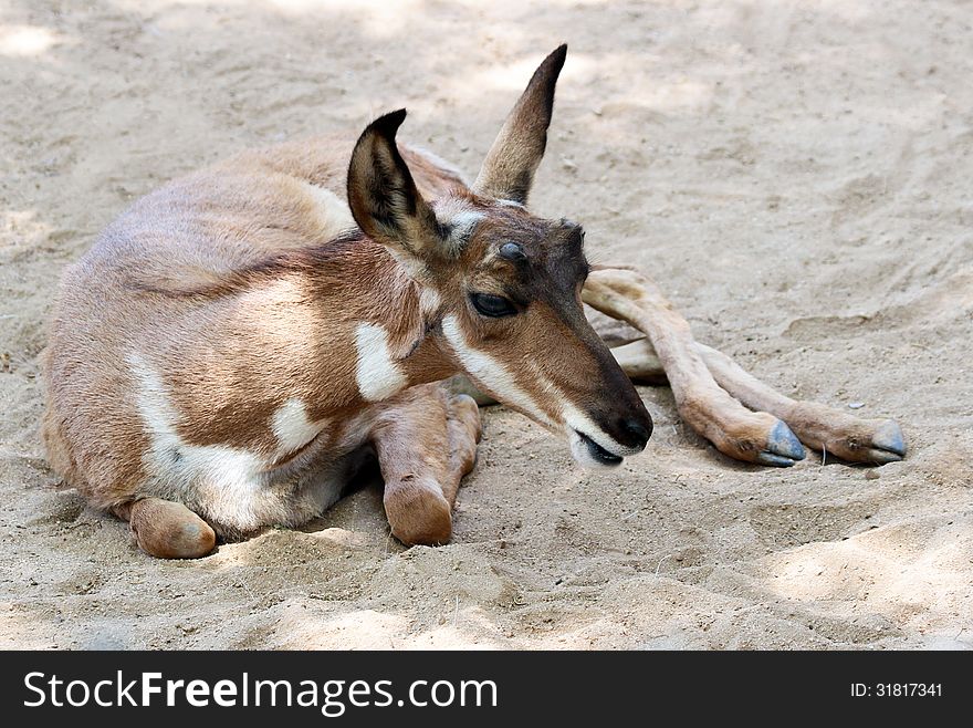 Young Desert Antelope Laying In Shade. Young Desert Antelope Laying In Shade