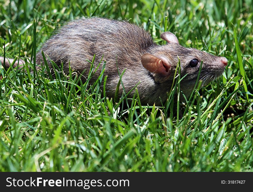 Gray Rodent Sitting In Green Grass. Gray Rodent Sitting In Green Grass