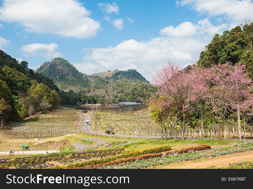 Beautiful landscape in Chiangmai Thailand, Sakura of Thailand. Beautiful landscape in Chiangmai Thailand, Sakura of Thailand