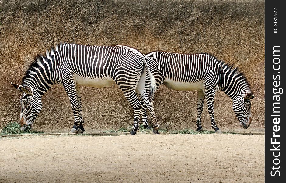 Two Grevy Zebras Standing Back To Back Feeding