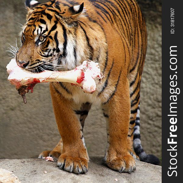 Young Sumatran Tiger With Bone In Teeth