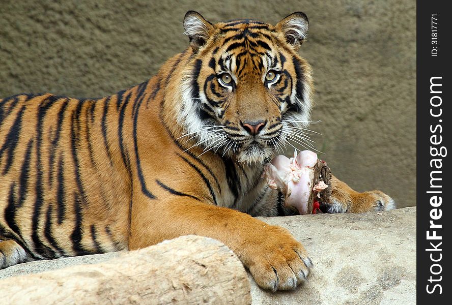 Young Sumatran Tiger sitting Protecting Bone