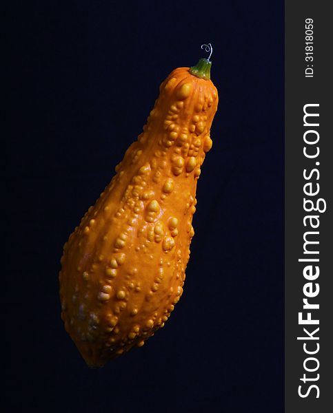 Lumpy Textured Crook Necked Squash With Black Background