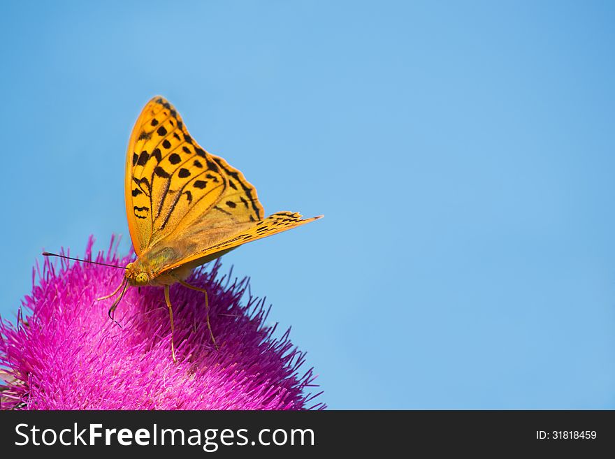 Butterfly (Argynnis pafiya) against the blue sky