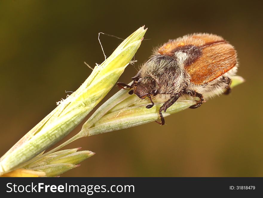 The shaggy bug sits on a grass