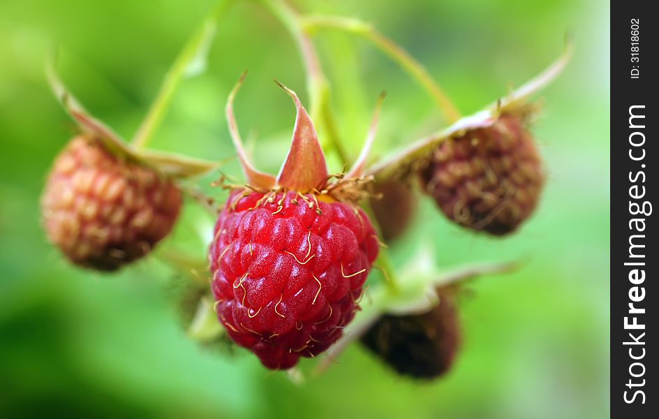 Raspberry berries on a green background