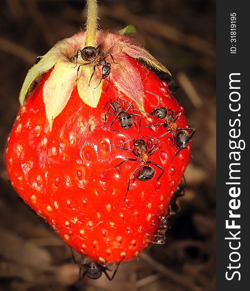 Ants sit on ripe berry of strawberry