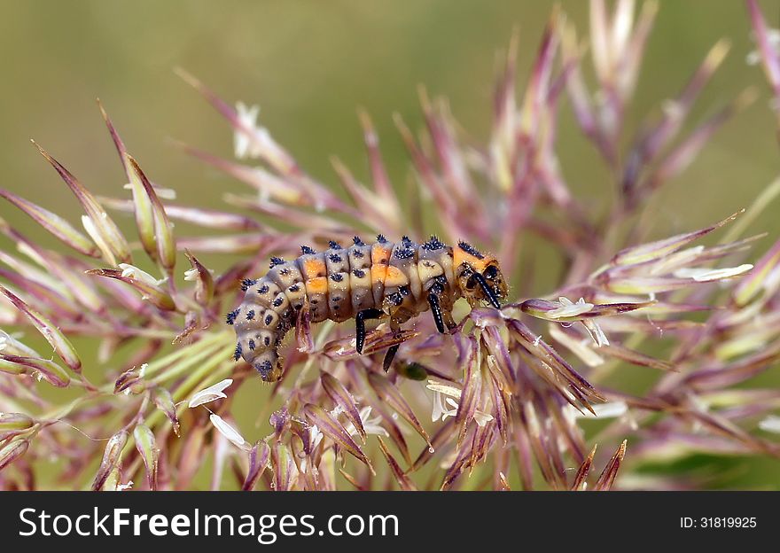 The larva of a ladybug sits on a plant