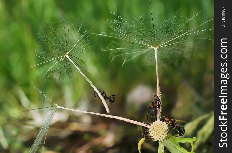 Ants creep on a fluffy plant