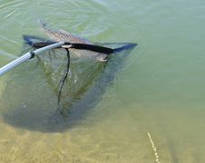 Big Carp Royalty Free Stock Images Big Carp Royalty Free Stock Images