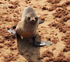 Cape Fur Seal Royalty Free Stock Photography