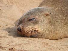 Cape Fur Seal Stock Photo Cape Fur Seal Stock Photo