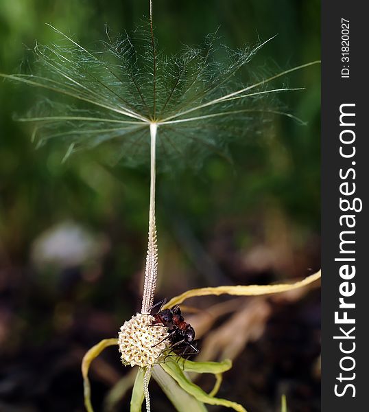 Ants creep on a fluffy plant