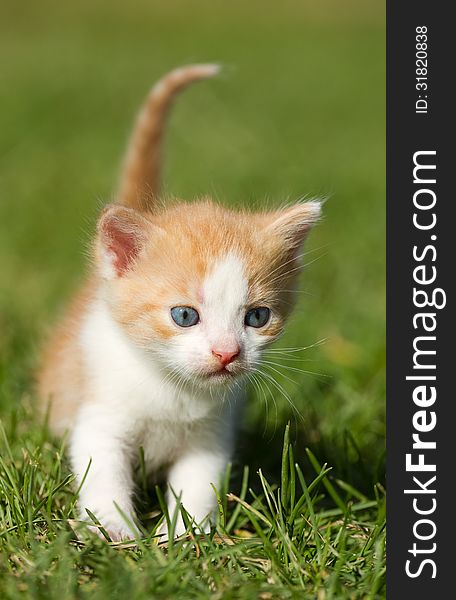 Kitten On The  Grass